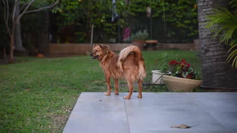 A brown dog guarded in front of the house