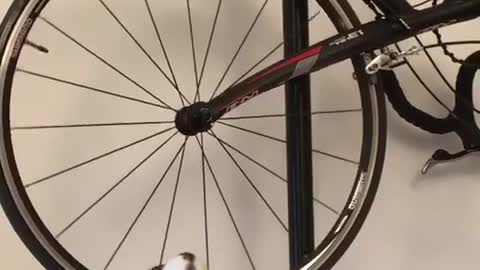 Pet rat enjoys bicycle wheel