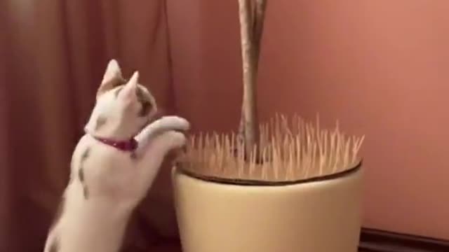 How to protect tree from a cat
