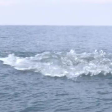 The amazing act of humpback whale galleys across the Pacific Ocean