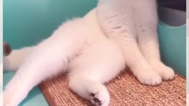 Funny & Cute Cat Video Compilation Mr Cute Cats