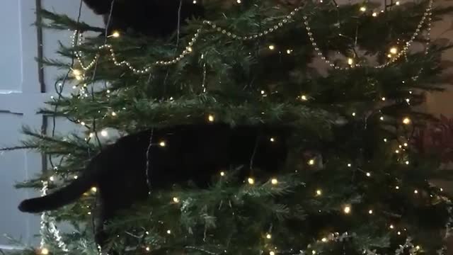 Cats climb & play with Christmas tree in typical cat fashion