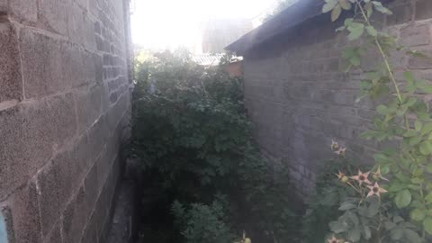 Thickets behind the house