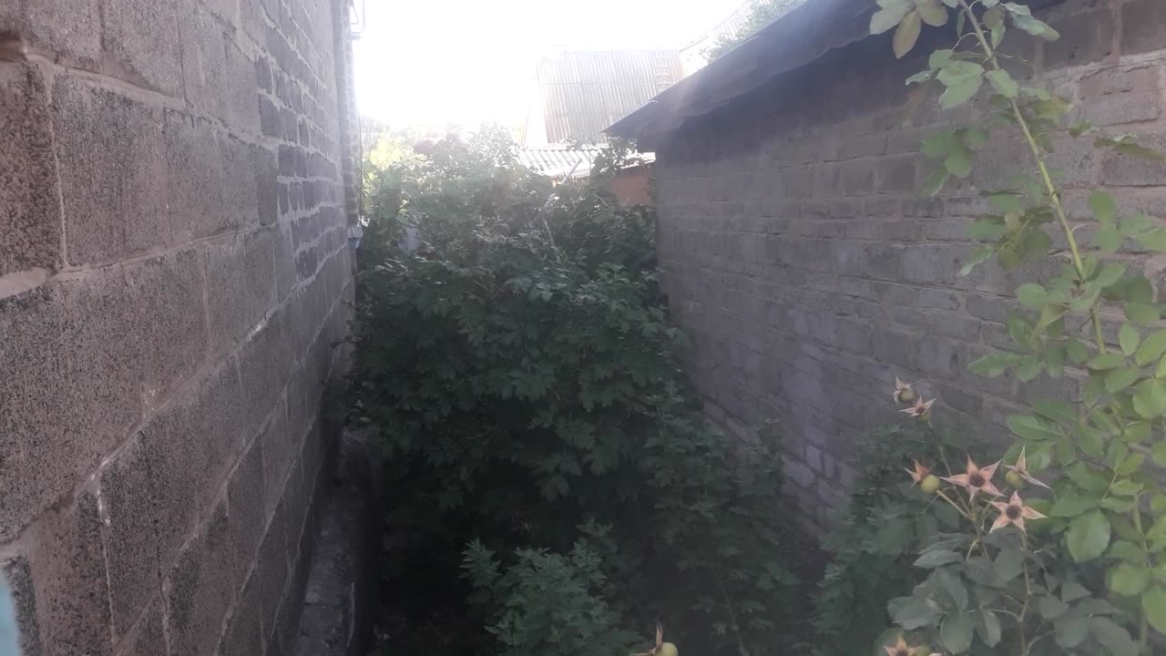 Thickets behind the house