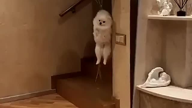 Let the dog take off