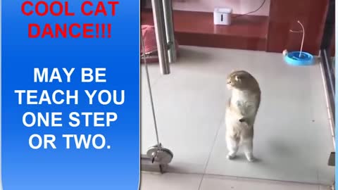 Cat Teaching you Dancing