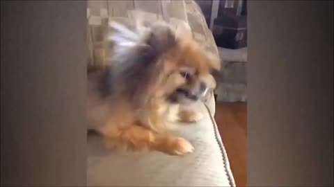 Funny dog reaction 🥰🤣