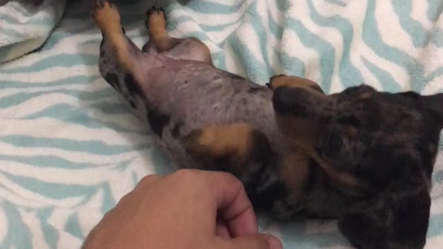 DACHSHUND BELLY AFFECTION SOOOO CUTE