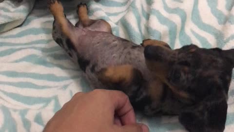 DACHSHUND BELLY AFFECTION SOOOO CUTE