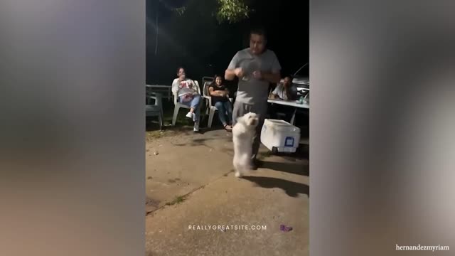 dog dances in greed to get food from man