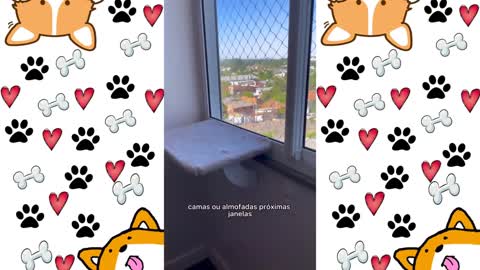 COISAS QUE SO ACONTECE COM QUEM TEM GATINHOS EM CASA !🥰😻😹