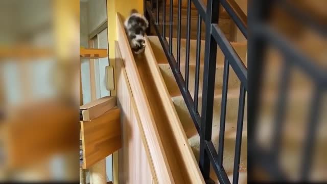 Funniest cats moment caught on camera part 1