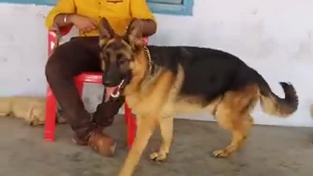 German shepherd|german shepherd training|Gsd love|#short#dog