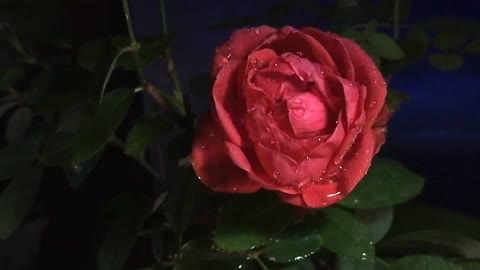 Flowers Video New 2021