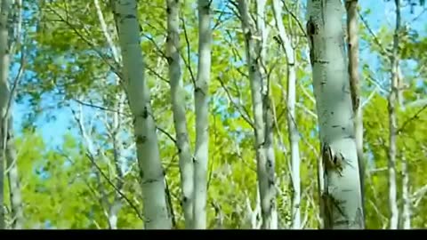Animals WhatsApp status