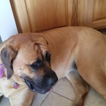 Gatito usa la cola de un Mastiff para masticarla