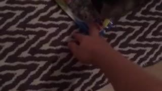 Cat playing with candy wrapper pulls up carpet