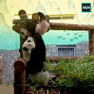 Panda mom and son just like human interaction 🤣