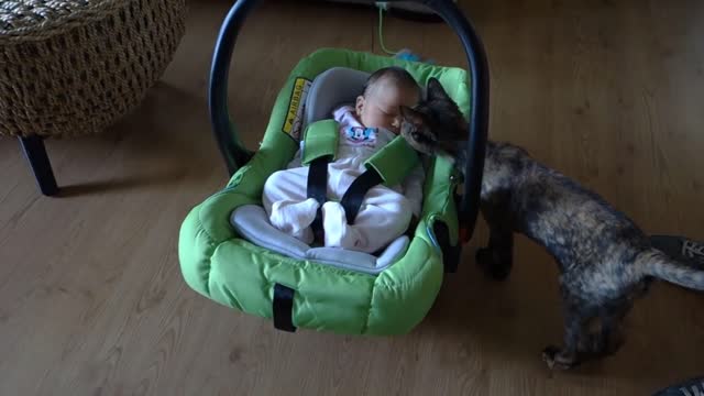 Cats Meet Babies