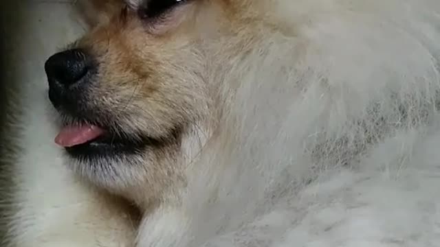 sleeping&snoring puppy(Pomeranian)