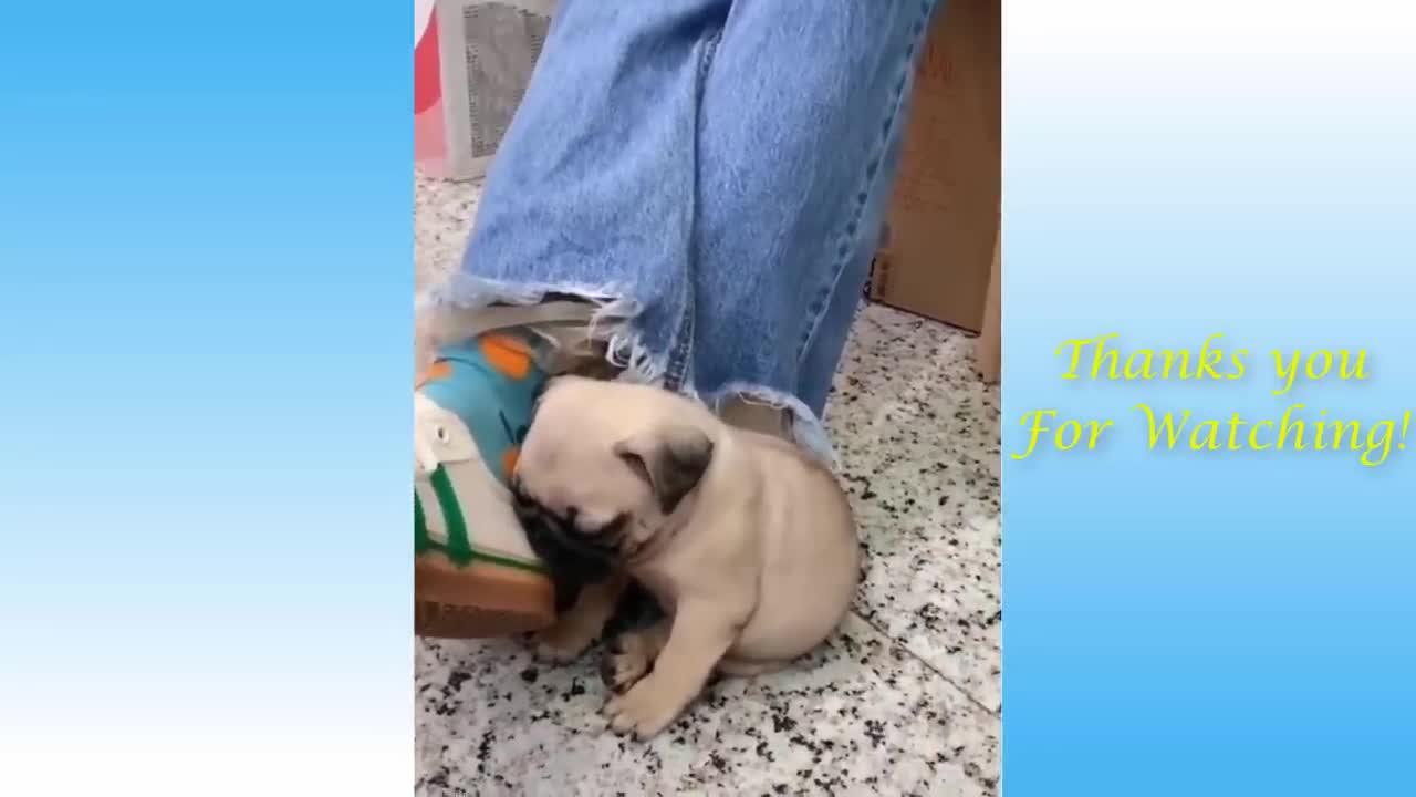 Cute Pets And Funny Animals Compilation - One part of the series