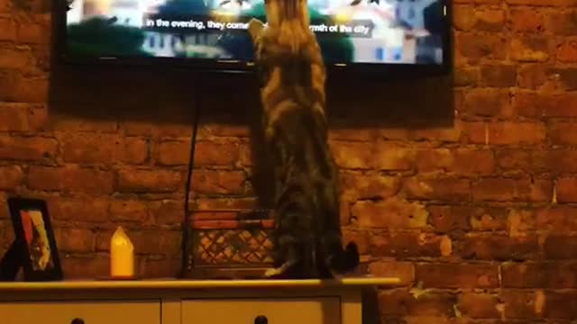 Cat jumping up towards bird on tv