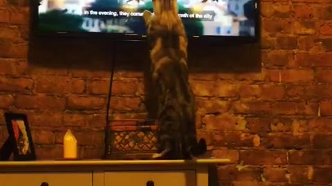 Cat jumping up towards bird on tv