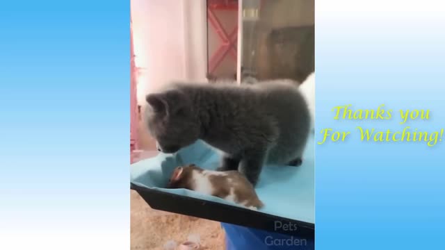 Best funny and Cute Cat's Life 👯😺 Bestfriend