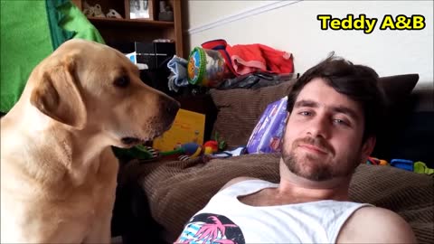 Owners Ignoring Their Dogs - See What the Reaction Is