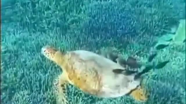 The little fish asked the turtle for food