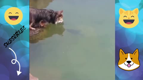 Fun fishing dog