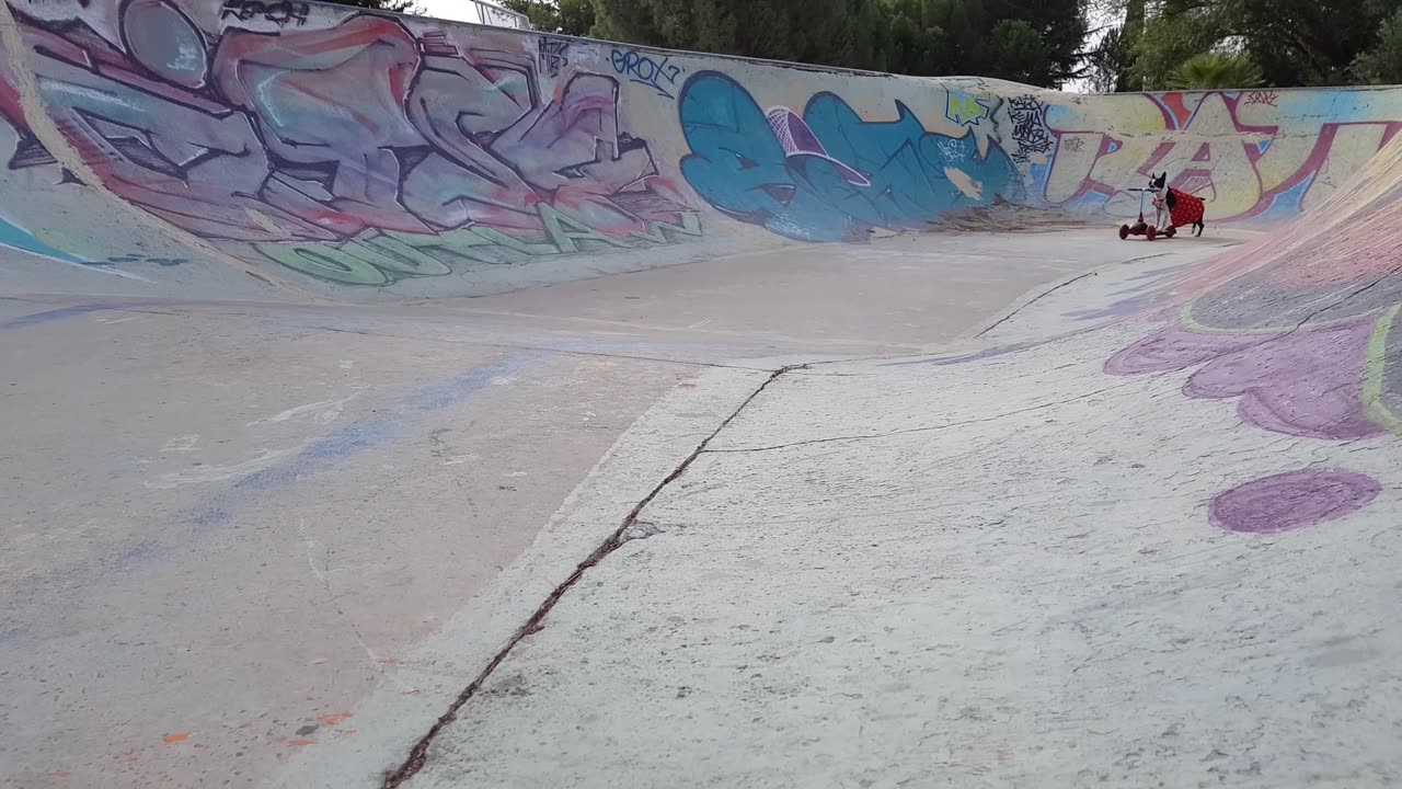 Dog rides the scooter in skatepark - Hilariously Cute!!!