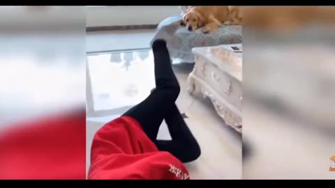 "Ultimate Cuteness Overload! 🐾 Cute Cats and Dogs Videos Compilation 🐶🐱 Super Adorable Moments ☺️"