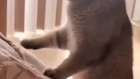 The Funny Cat Something Dance With Clock Sound