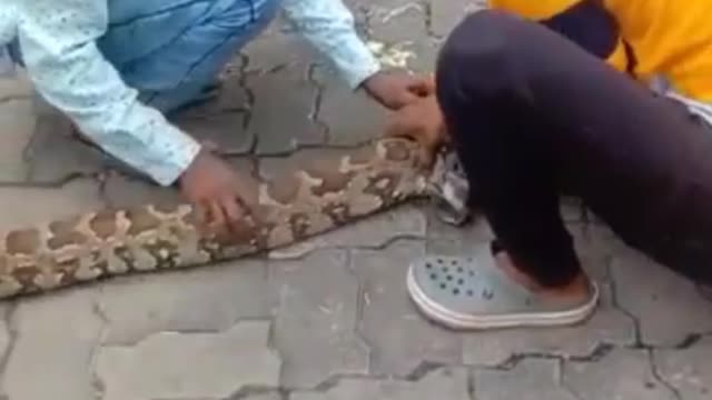 Two giant dangerous pythons caught in a city.