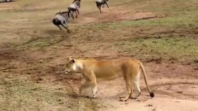 A lion in these creatures for lunch
