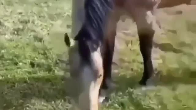 horse vs armadillo