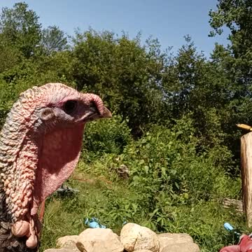 Curious turkey