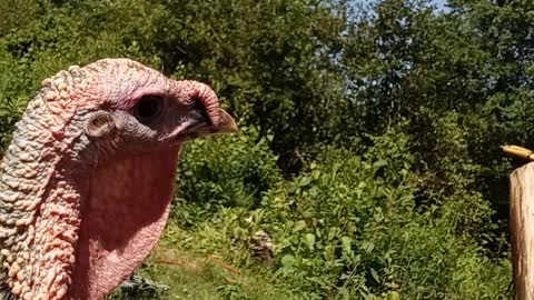 Curious turkey