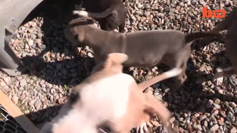 "Super" Pit Bull: Training The Ultimate Protection Dog | Dog DYNASTY