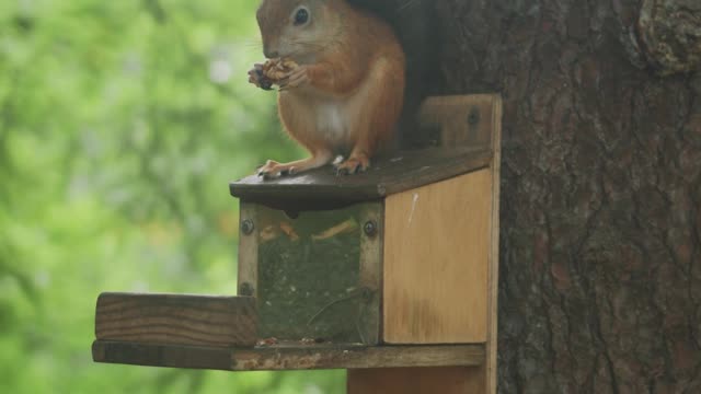 A Squirrel Eating Nuts