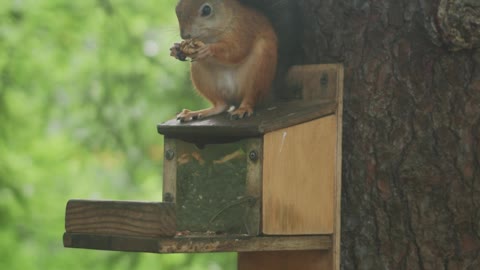 A Squirrel Eating Nuts