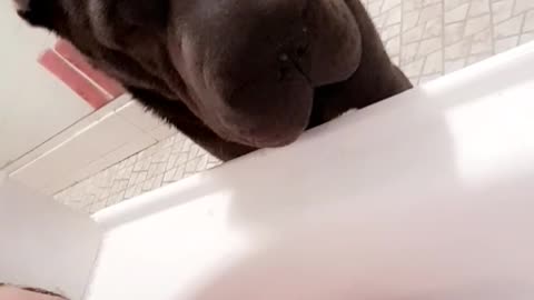 Brown dog hovering over owner taking a bath