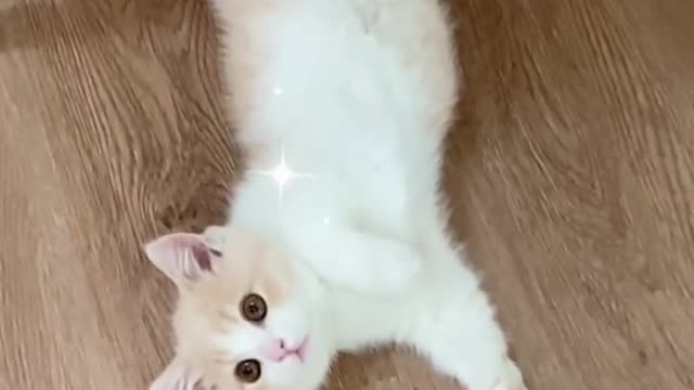 This kind of kitten is suitable for growing in fairy tales