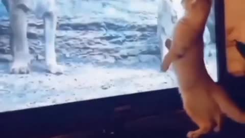 cat watching lion king. Funny 😂😂