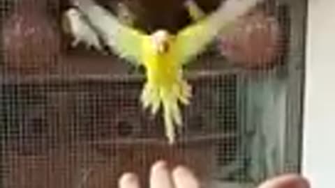 cute budgies hand tame | bihar bujrigar| #budgies #shorts #bihar #tajpur..