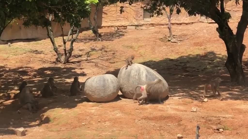 Baboons play together