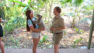 How to Hug a Koala?