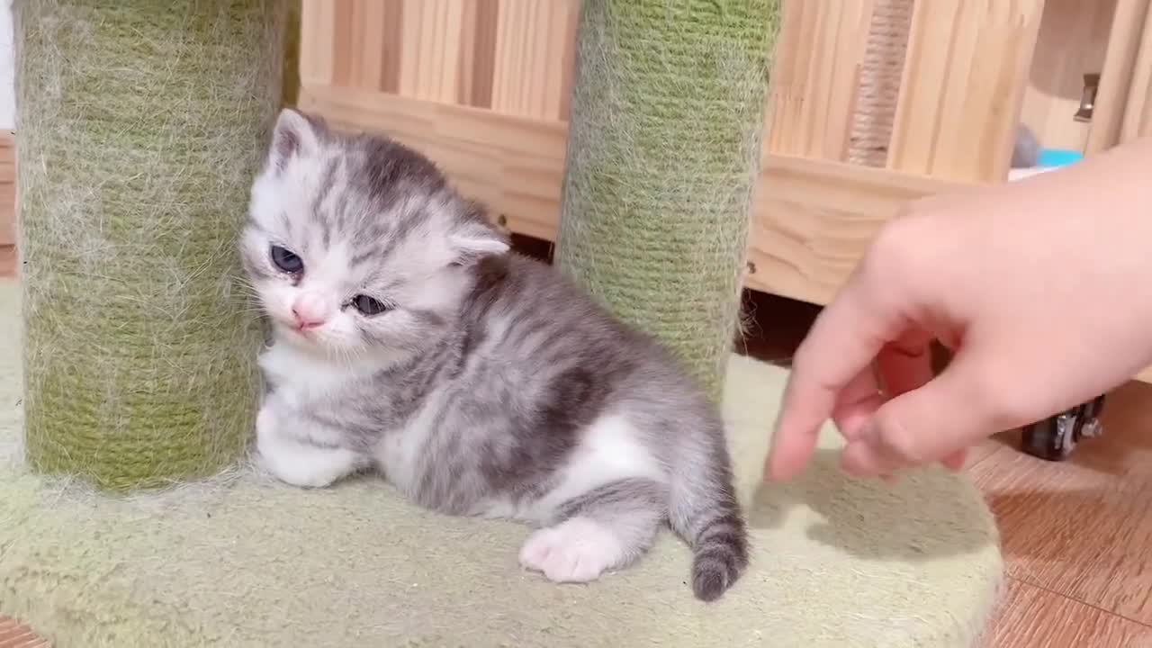 Funny Cute Baby Cats Video