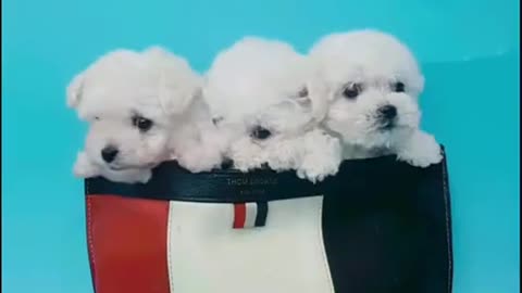 funny cute dogs